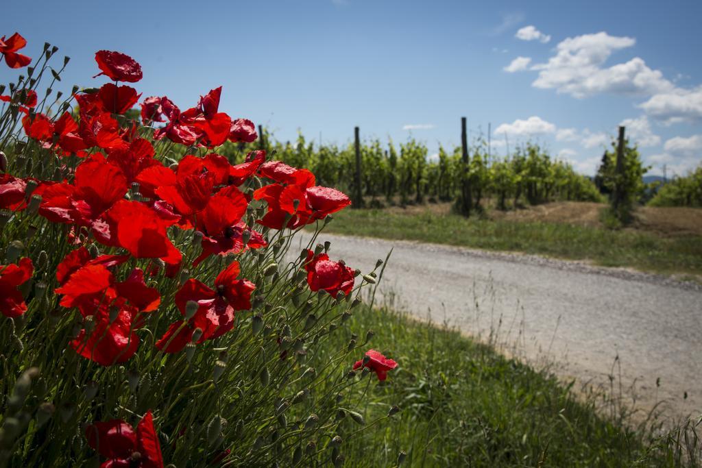 Agriturismo L'Isola Crespina 外观 照片