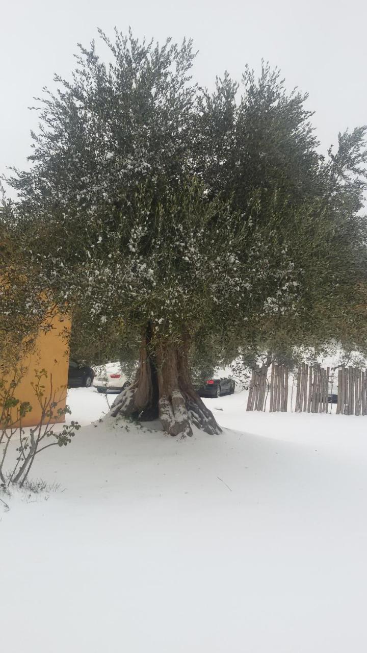 Agriturismo L'Isola Crespina 外观 照片